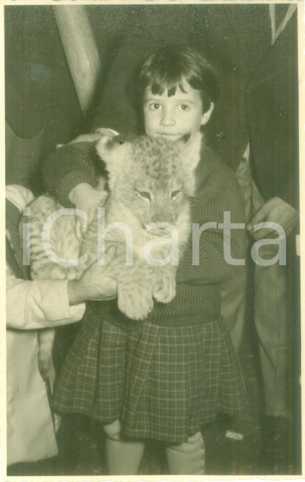 Fotografia d epoca originale 1950 ca GENOVA Bambina tiene in braccio un cucciolo di leopardo Cartolina FP NV 1