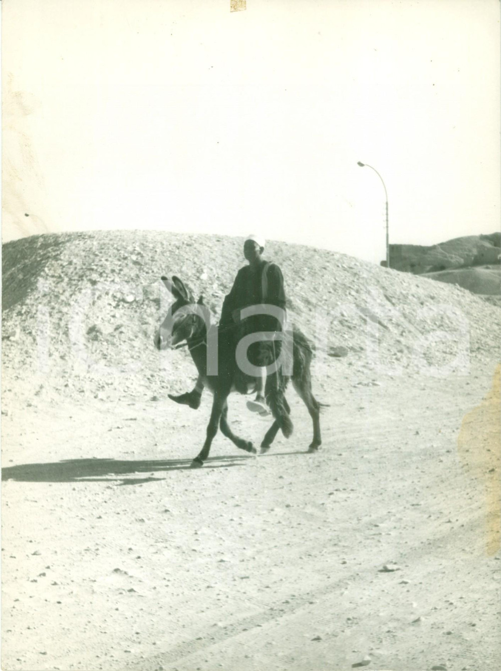 Fotografia d epoca originale 1950 ca IL CAIRO EGITTO Beduino a dorso di mulo nel deserto Fotografia 1
