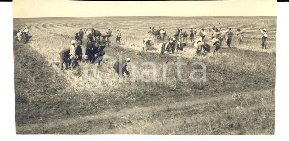 Fotografia d epoca originale 1931 LIBIA CIRENAICA Mietitura in un azienda agricola italiana Foto 17x8 1