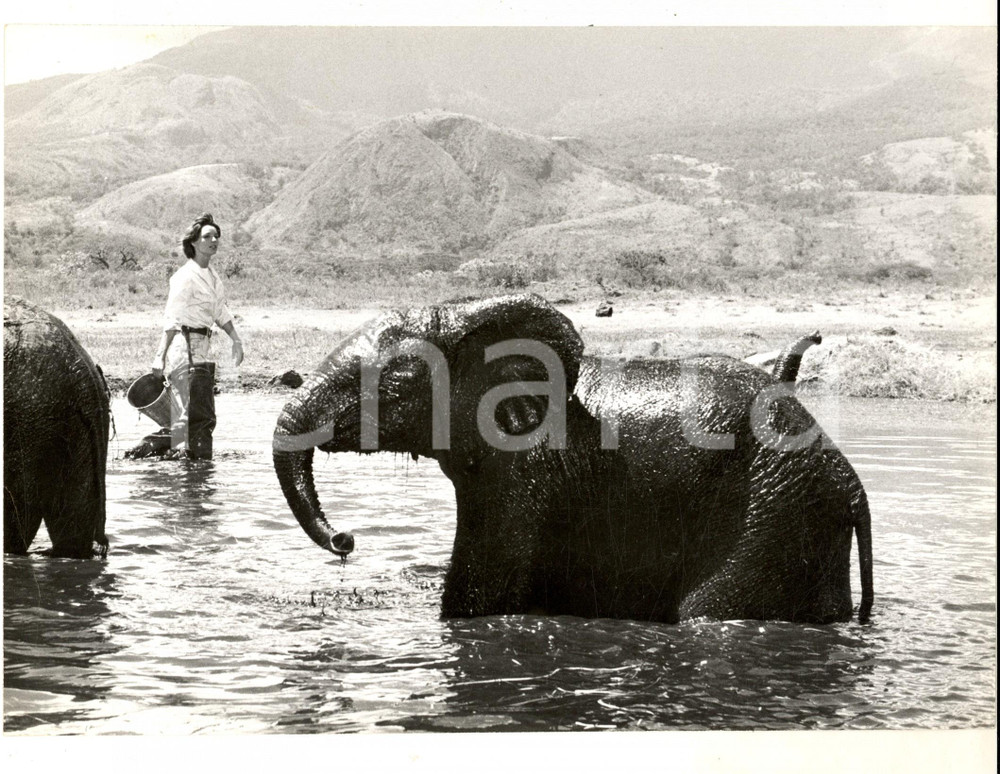 Fotografia d epoca originale 1960 ca AFRICA Giovane donna con elefanti al bagno Fotografia 27x19 cm 1