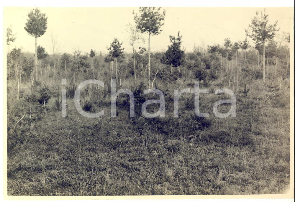Fotografia d epoca originale 1930 ca AREA LOMBARDA ? Veduta di un terreno abbandonato Foto ARTISTICA 24x18 1