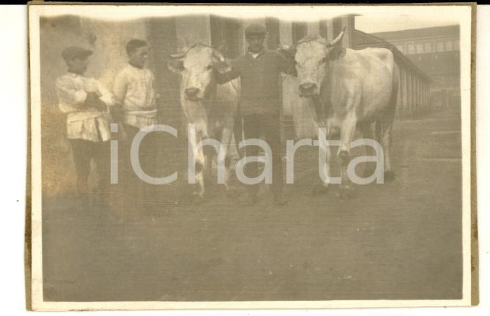 Fotografia d epoca originale 1940 ca TRENTINO ? Allevatore con coppia di buoi Foto VINTAGE 9x6 1