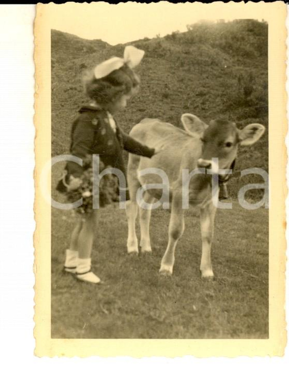 Fotografia d epoca originale 1950 ca TRENTINO ? Bambina con un vitellino Foto VINTAGE 6x9 cm 1
