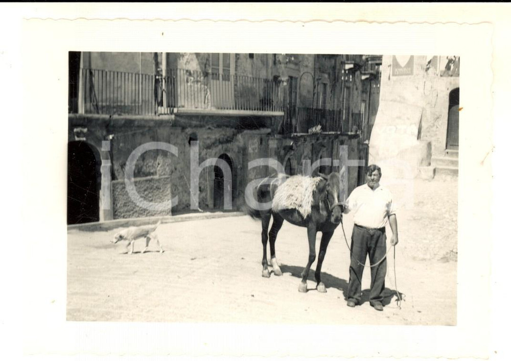 Fotografia d epoca originale 1960 ca SICILIA Ritratto di pastore con il suo cavallo Foto VINTAGE 12x10 1