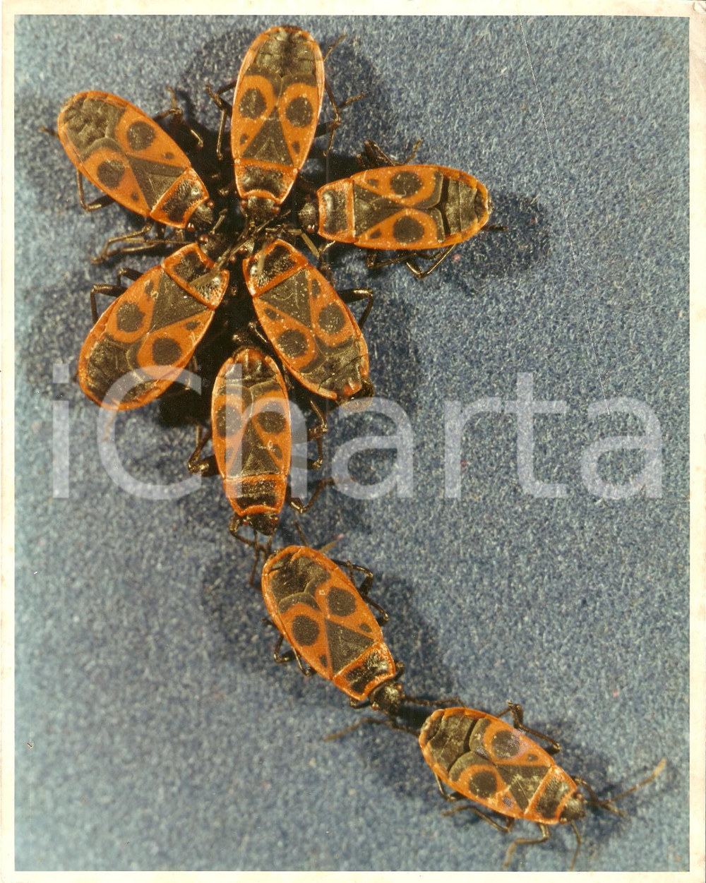 Fotografia d epoca originale 1970 ca FOTO ARTISTICA Pyrrhocoris apterus compongono fiore CIMICE ROSSONERA 1