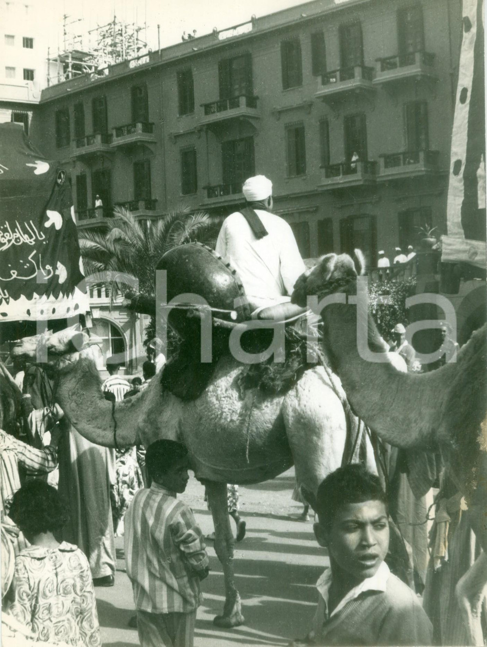 Fotografia d epoca originale 1950 ca IL CAIRO EGITTO Carovana di cammelli in centro Fotografia 1