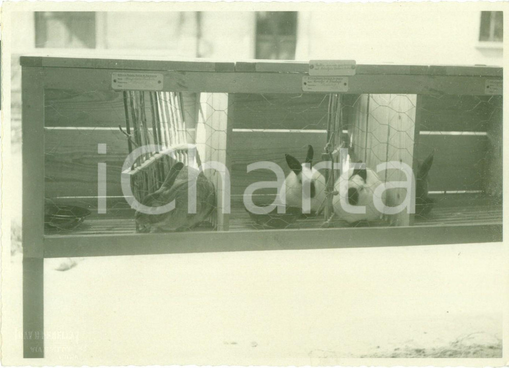 Fotografia d epoca originale 1935 ca VERBANIA INTRA Mostra conigli Cincillà, Himalaya e Grigio Perla Foto 1
