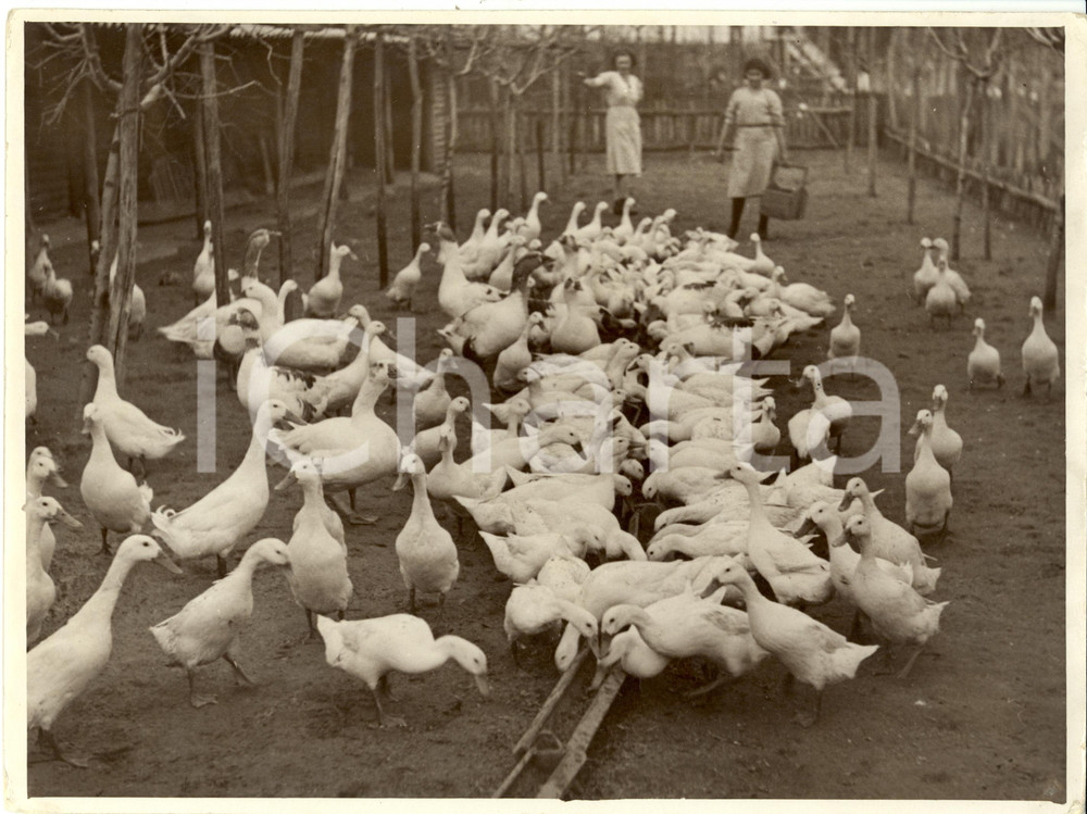 Fotografia d epoca originale 1930 ca ROMA AUTARCHIA Allevamento di ANITRE Sezione Massaie Rurali Fotografia 1