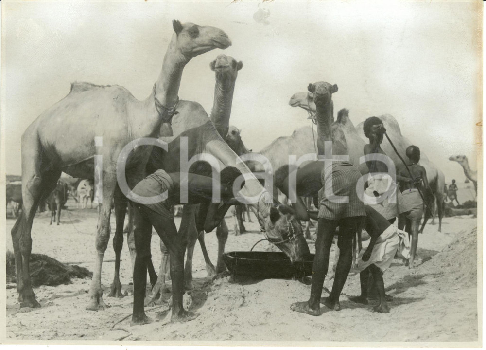 Fotografia d epoca originale 1935 ca ITALA Somalia A.O.I. Cammelli e loro guidatori si abbeverano Foto 1