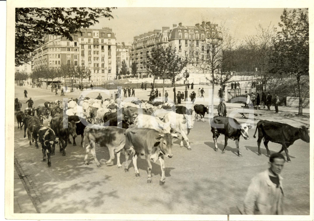 Fotografia d epoca originale 1941 PARIGI F Mandria di bovini attraversa cittÃ  e va al macello Fotografia 1
