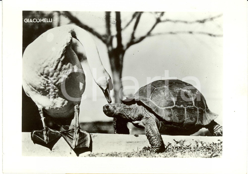 Fotografia d epoca originale 1941 VENEZIA? L oca e la tartaruga si scambiano confidenze Fotografia 1