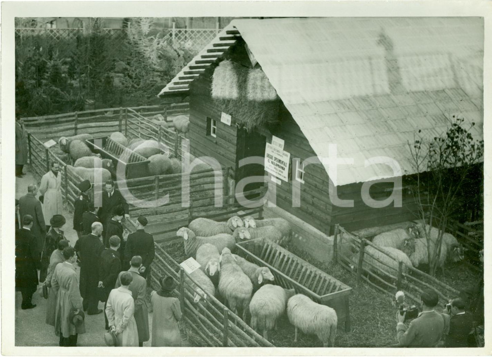 Fotografia d epoca originale 1938 TORINO Maria JosÃ© di SAVOIA visita gregge sperimentale ALLAMANDI Autarchia 1