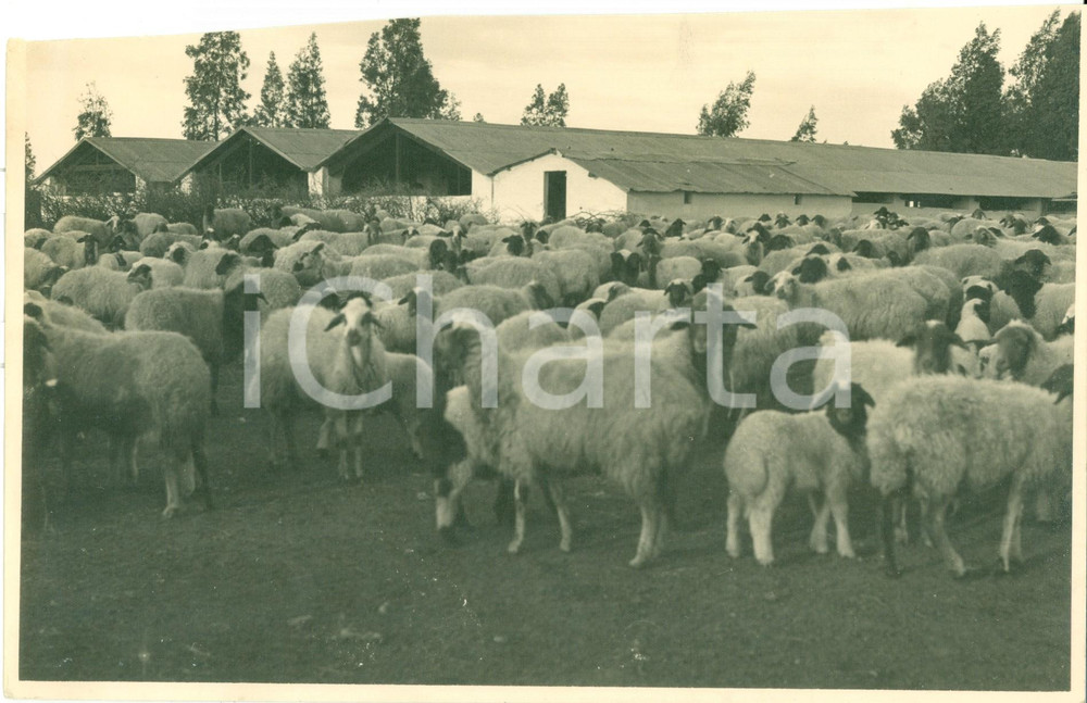 Fotografia d epoca originale 1938 ELAZIZIA LIBIA Allevamenti azienda DE MICHELI Fotografia 1