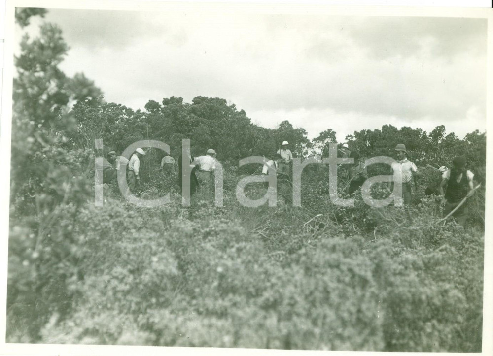 Fotografia d epoca originale 1935 BEDA LITTORIA LIBIA Coloni italiani disboscano campi libici Fotografia 1