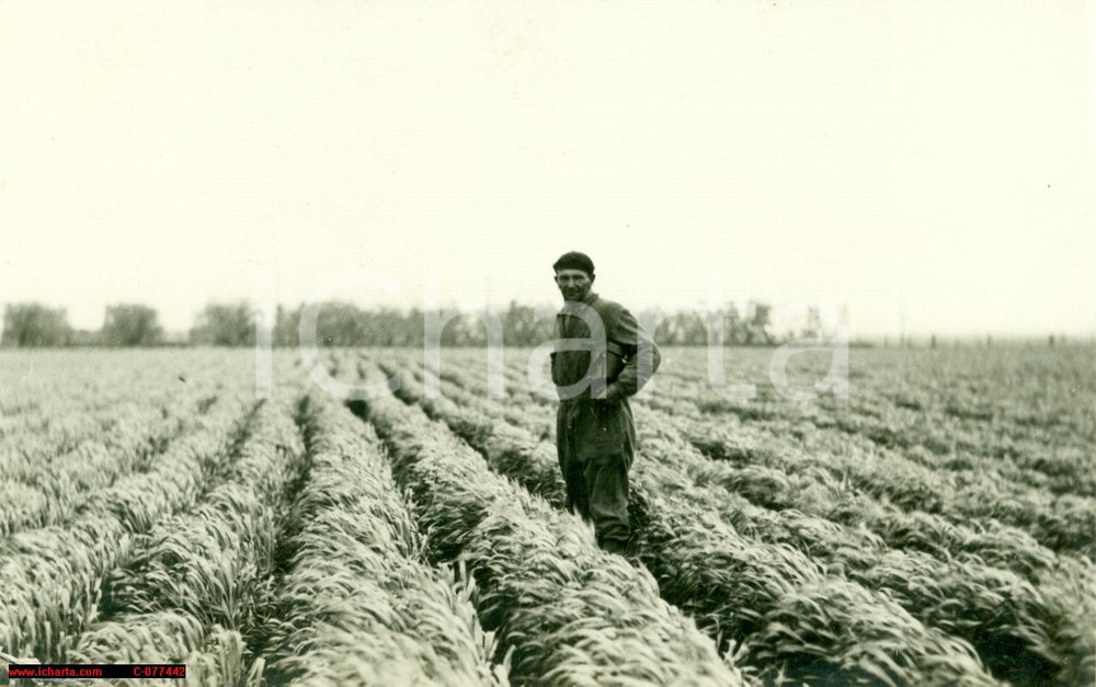 Fotografia d epoca originale 1930 Tavoliere Puglia FOTO grano seminato righe ternate 1