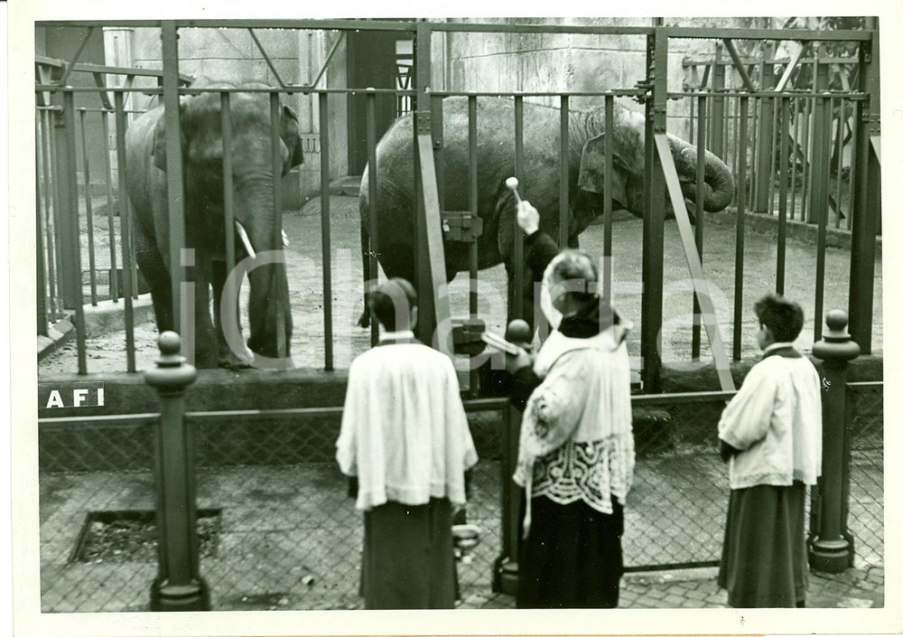 Fotografia d epoca originale 1942 Roma Zoo, Bioparco, benedizione animali, elefanti 1
