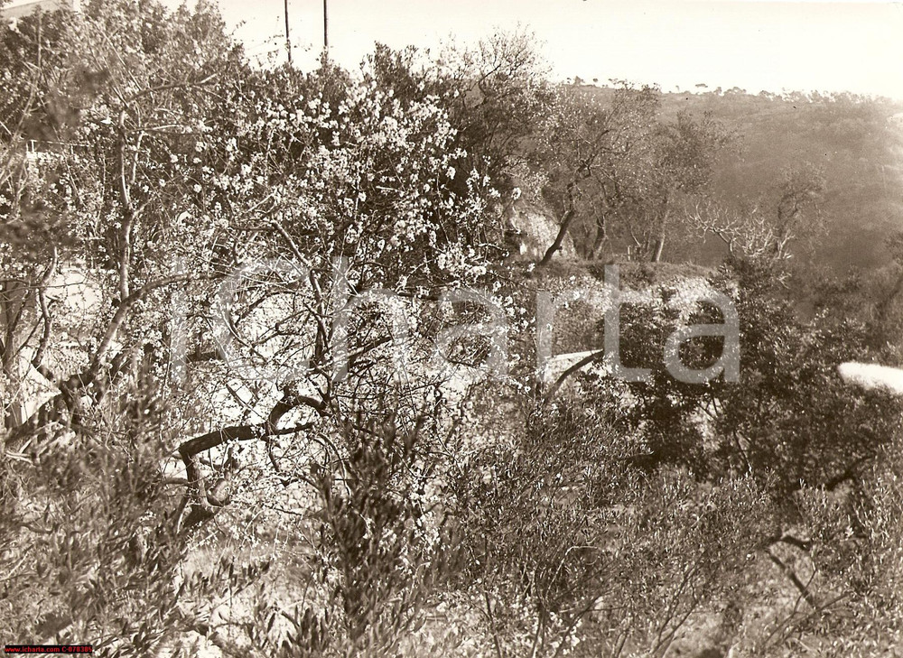 Fotografia d epoca originale 1941 ALASSIO Mandorli in fiore  Riviera di ponente  FOTO 1