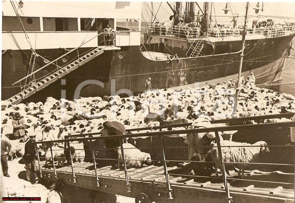 Fotografia d epoca originale 1936 TRIPOLI Bestiame salvato dalla siccitÃ  REAL PHOTO 1