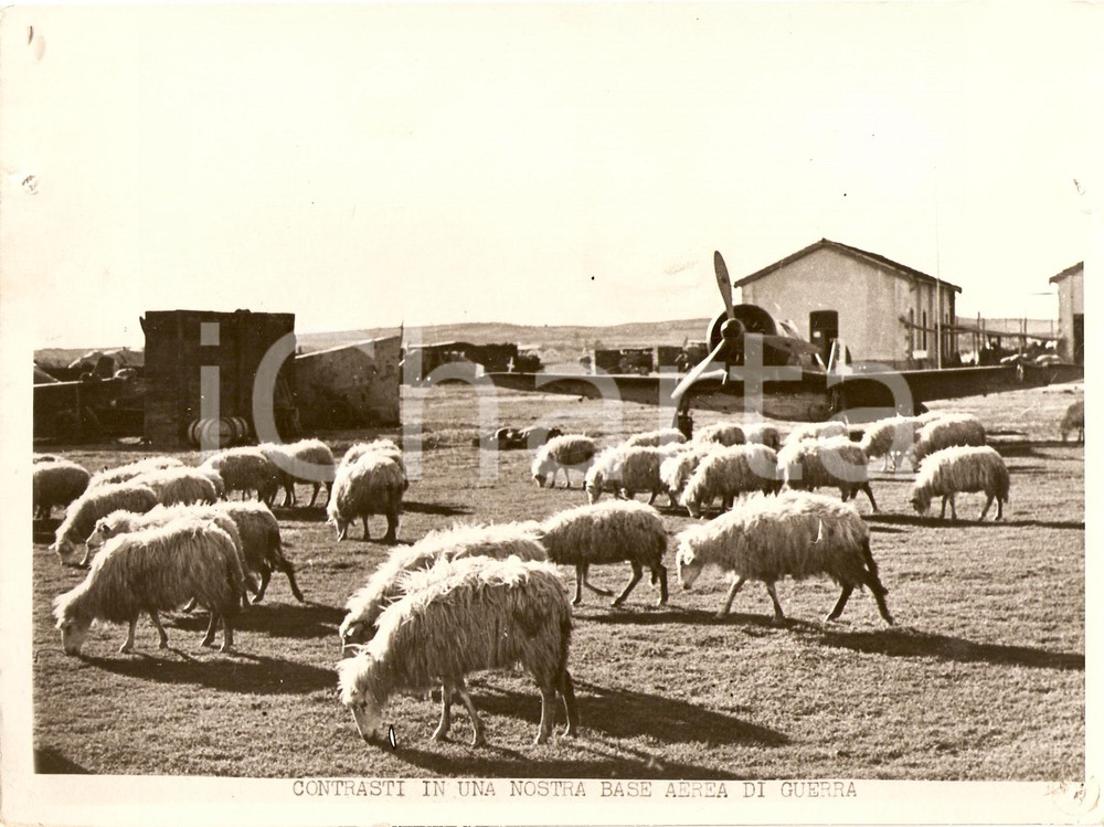 Fotografia d epoca originale 1942 LIBIA WW2 Contrato di pecore al pascolo in BASE AEREA di guerra Fotografia 1