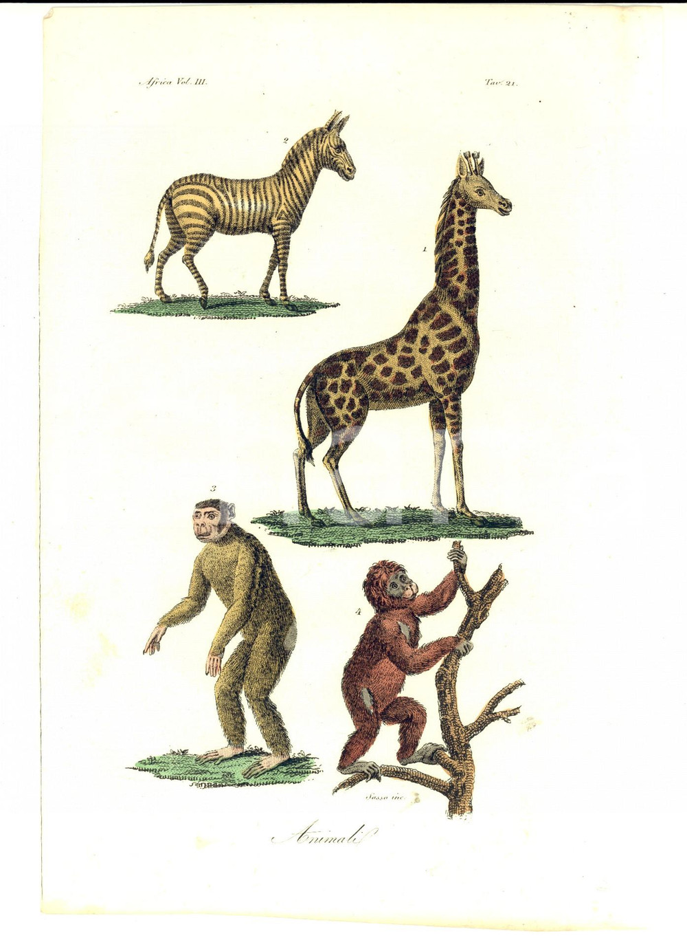 Stampa, bozzetto originale 1830 ca FERRARIO COSTUME AFRICA Animali Inc. SASSO Stampa colorata a mano 1