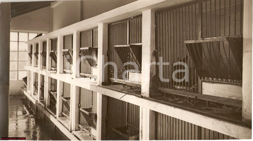 Fotografia d epoca originale 1930 RUBIGNACCO Cividale Friuli  Allevamento di conigli Fotografia 1