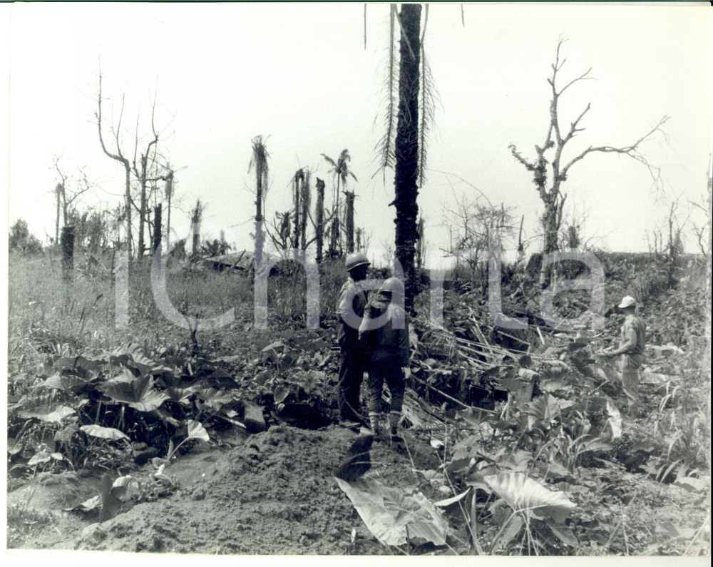 Fotografia d epoca originale 1968 NIGERIA Guerra del BIAFRA Alberi distrutti dalla violenza degli scontri 1