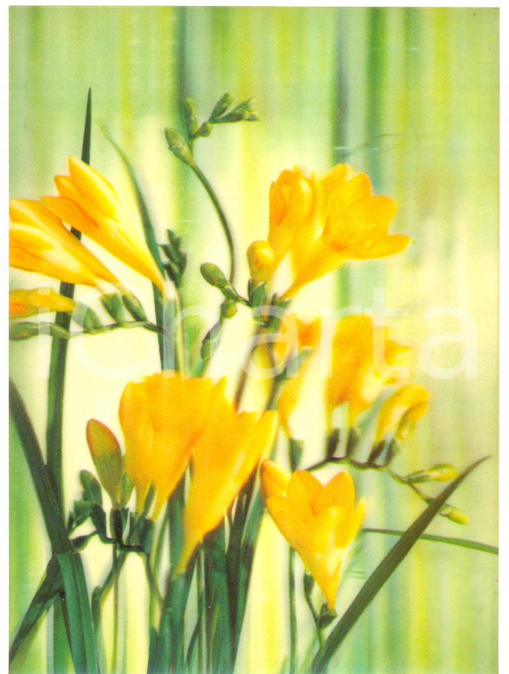 Cartolina originale da collezione 1970 ca OLOGRAFIA Mazzo di fresie gialle Cartolina FG NV 1