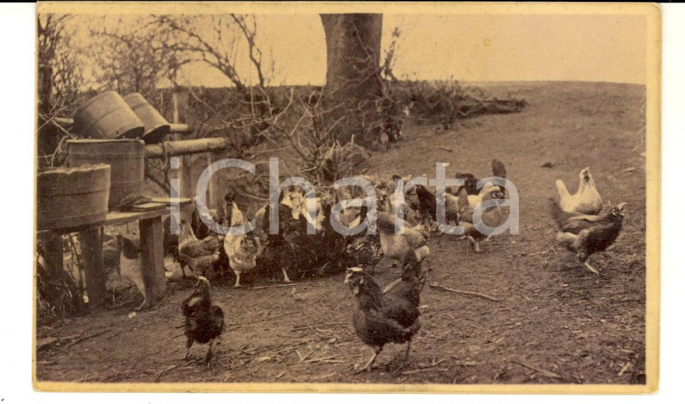 Cartolina originale da collezione 1909 TORINO Un allevamento di galline Cartolina postale VINTAGE FP VG 1
