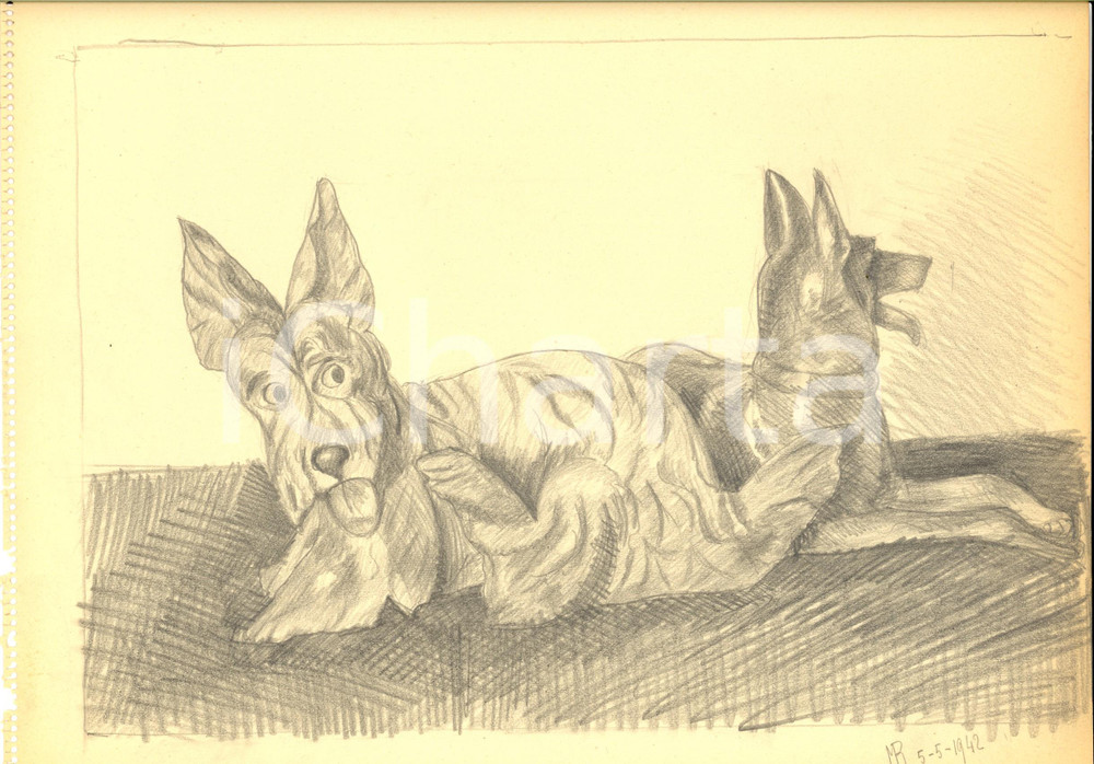 Stampa, bozzetto originale 1942 ARTE Ritratto di due cani Disegno a matita FIRMATO 31x23 cm 1