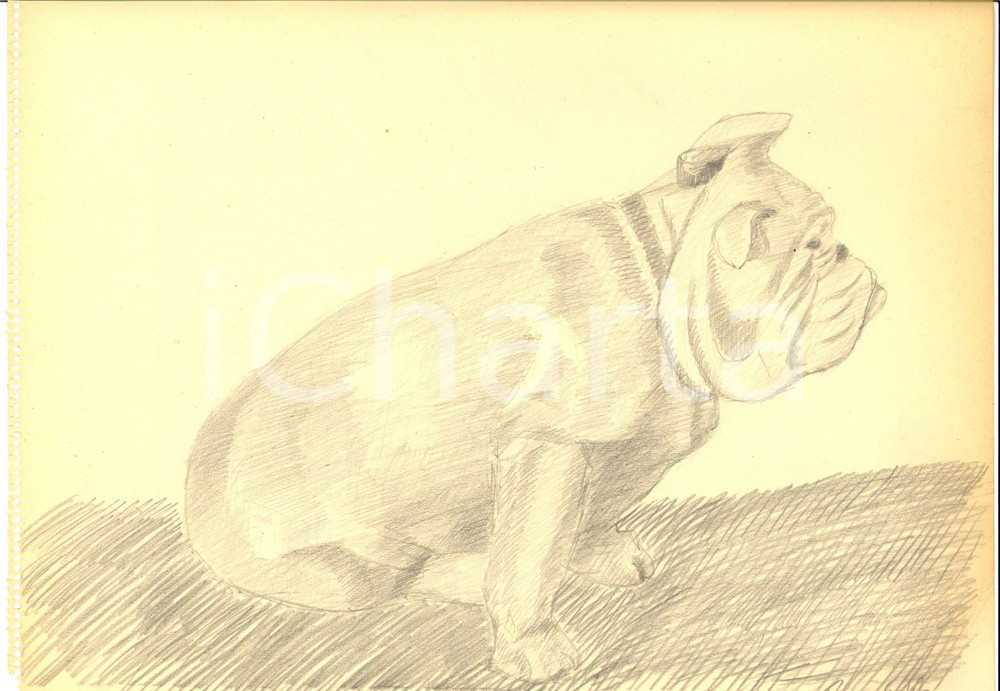 Stampa, bozzetto originale 1942 ARTE Ritratto di un bulldog accovacciato Disegno a matita FIRMATO 31x23 cm 1