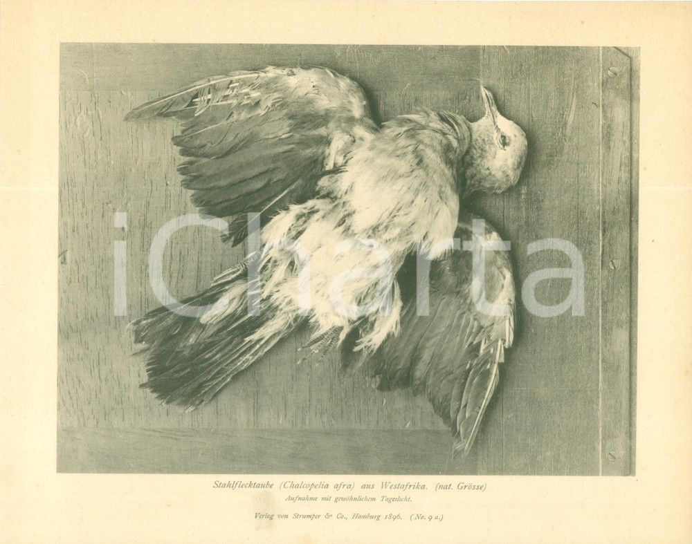Stampa, bozzetto originale 1896 HAMBURG DE Chalcopelia afra dall AFRICA occidentale Stampa 1