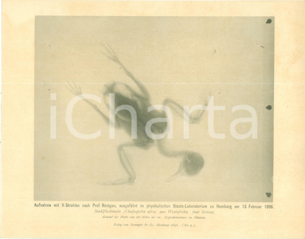Stampa, bozzetto originale 1896 HAMBURG DE Uccello fotografato ai raggi X da Wilhelm RONTGEN Stampa 1