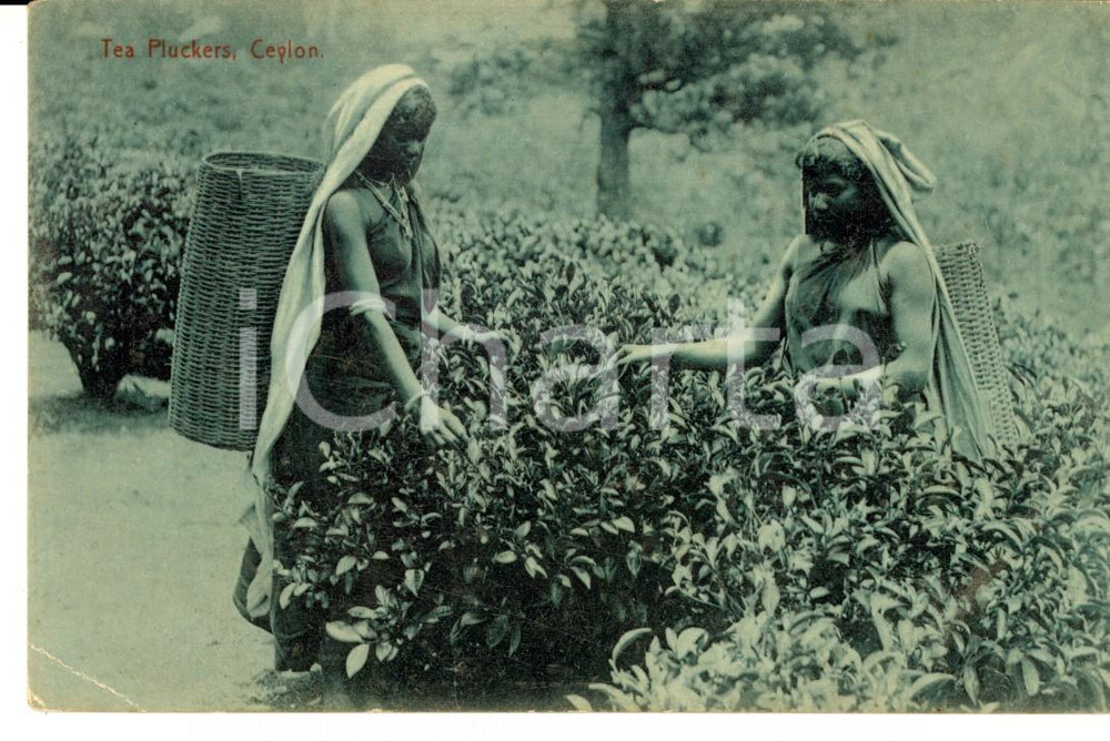 Cartolina originale da collezione 1915 ca COSTUMI CEYLON SRI LANKA Raccoglitrici di the Cartolina VINTAGE 1
