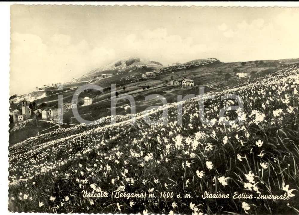 Cartolina originale da collezione 1955 ca VALCAVA BG Panorama con prati in fiore Cartolina postale FG VG 1