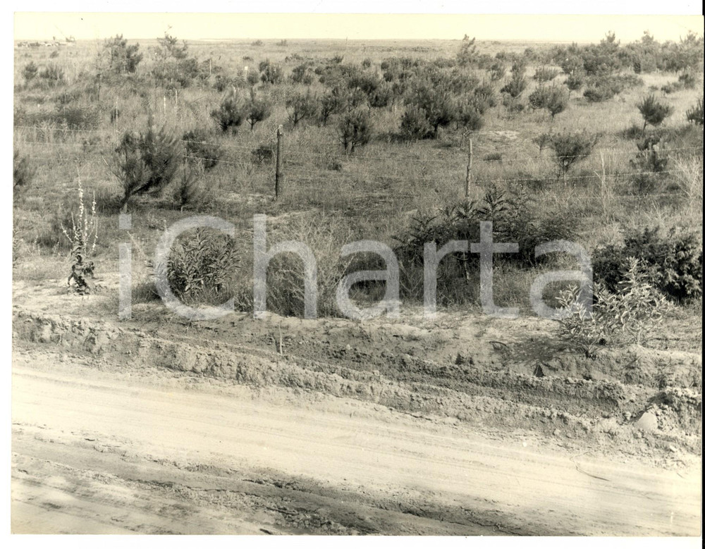 Fotografia d epoca originale 1960 ca LIDO DI SPINA FE Veduta con strada in costruzione Fotografia 24x19 cm 1