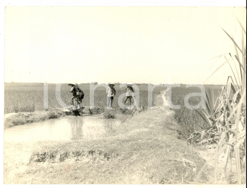 Fotografia d epoca originale 1970 ca LONG AN VIETNAM Contadini al lavoro in una risaia Foto 24x20 cm 1