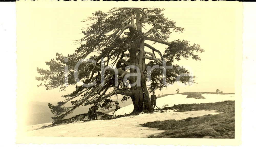 Fotografia d epoca originale 1941 WW2 ALBANIA Soldati italiani sotto pianta secolare Foto cartolina RUEDI 1