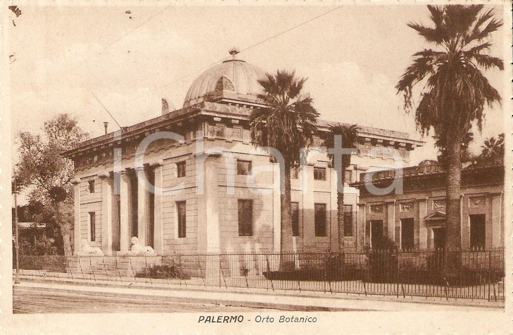 Cartolina originale da collezione 1926 PALERMO Veduta dell orto botanico Cartolina FP VG 1