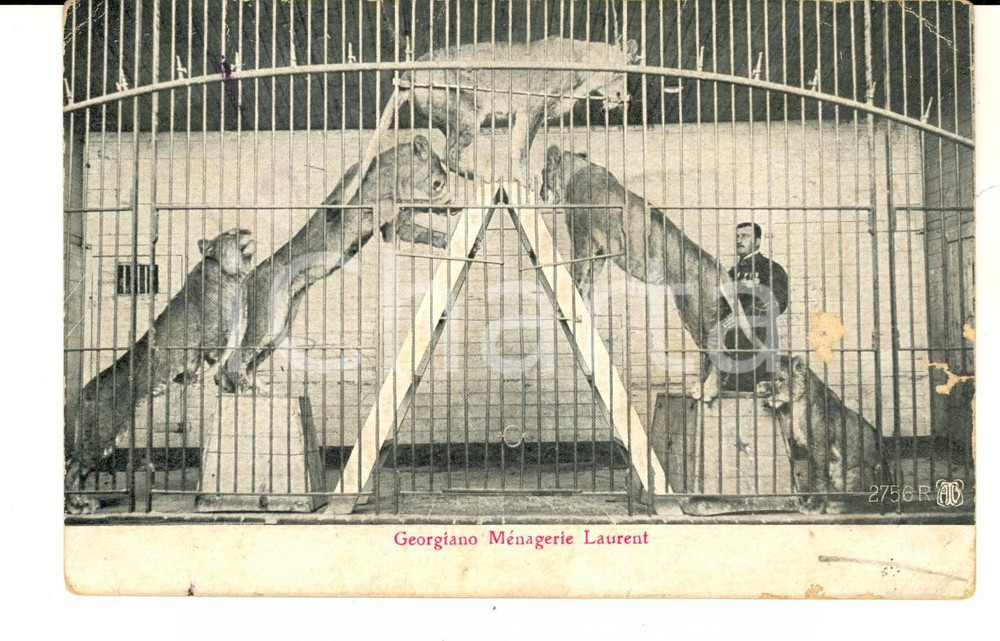 Cartolina originale da collezione 1910 ca FRANCE CIRCUS Dompteur GEORGIANO  MÃ©nagerie LAURENT Carte postale FP NV 1