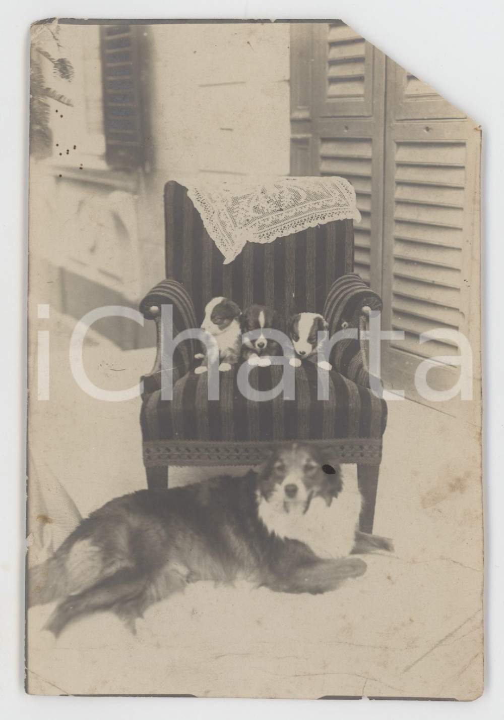 Fotografia d epoca originale 1900 ca COSTUME ITALIA Cucciolata di cani con la madre  Foto DANNEGGIATA 10x15 1