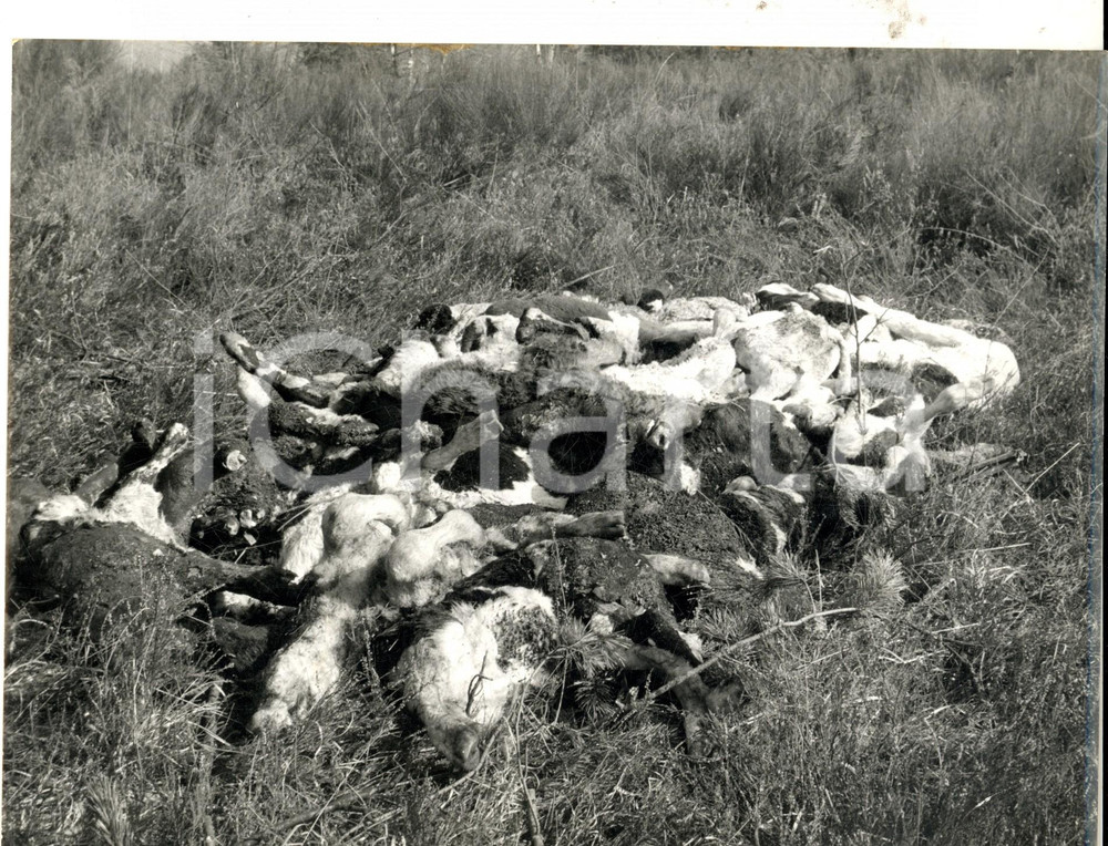 Fotografia d epoca originale 1966 MILANO MALPENSA Disastro aereo merci con 200 vitelli a bordo Foto 1