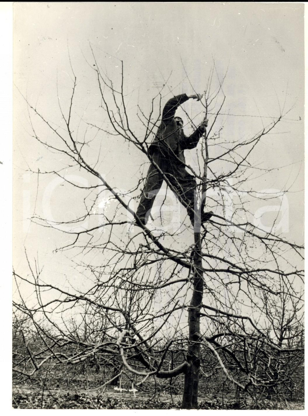 Fotografia d epoca originale 1973 NAPKOR HUNGARY Potatura invernale di un albero di mele Foto 14x18 1