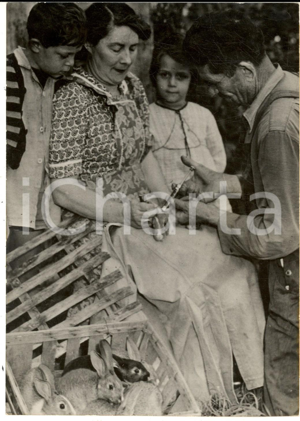 Fotografia d epoca originale 1953 HAUTEVIENNE M.me MOULINARD vaccine les lapins contre la myxamatose Photo 1