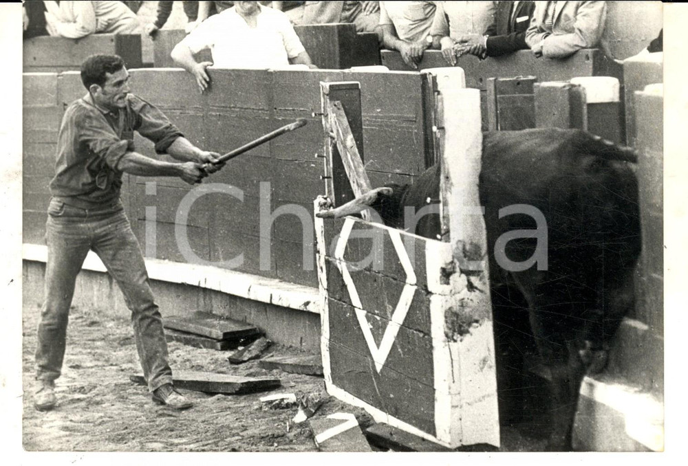 Fotografia d epoca originale 1970 MARBELLA CORRIDA Toro impaurito si nasconde nell arena Foto DANNEGGIATA 1