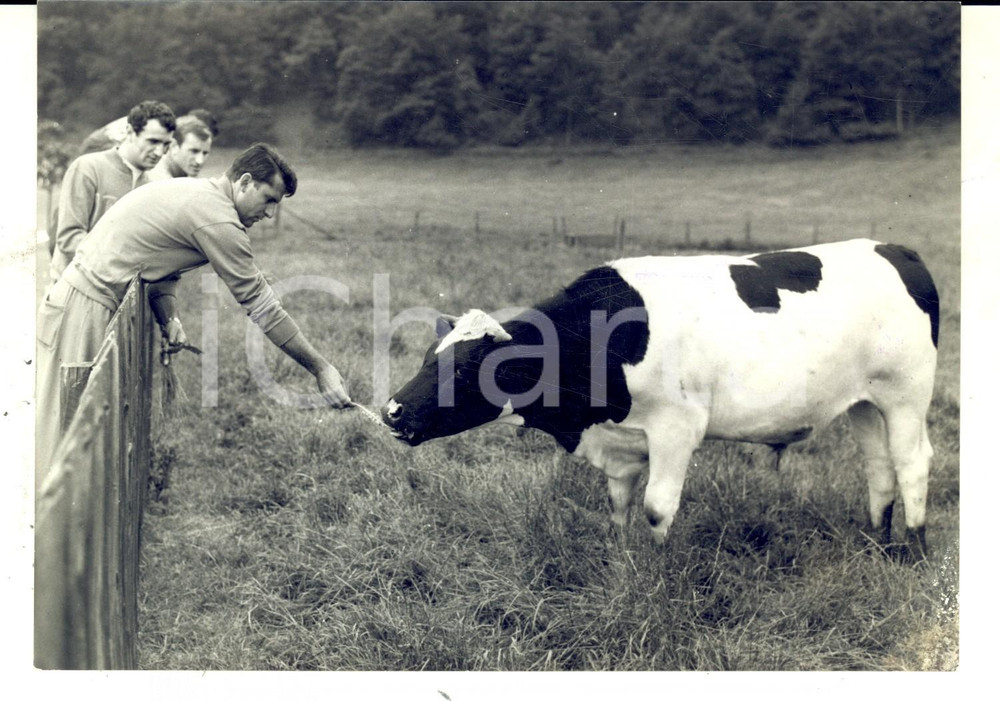 Fotografia d epoca originale 1966 DURHAM MONDIALI CALCIO Giocatori ANZOLIN, LANDINI e BARISON con una mucca 1
