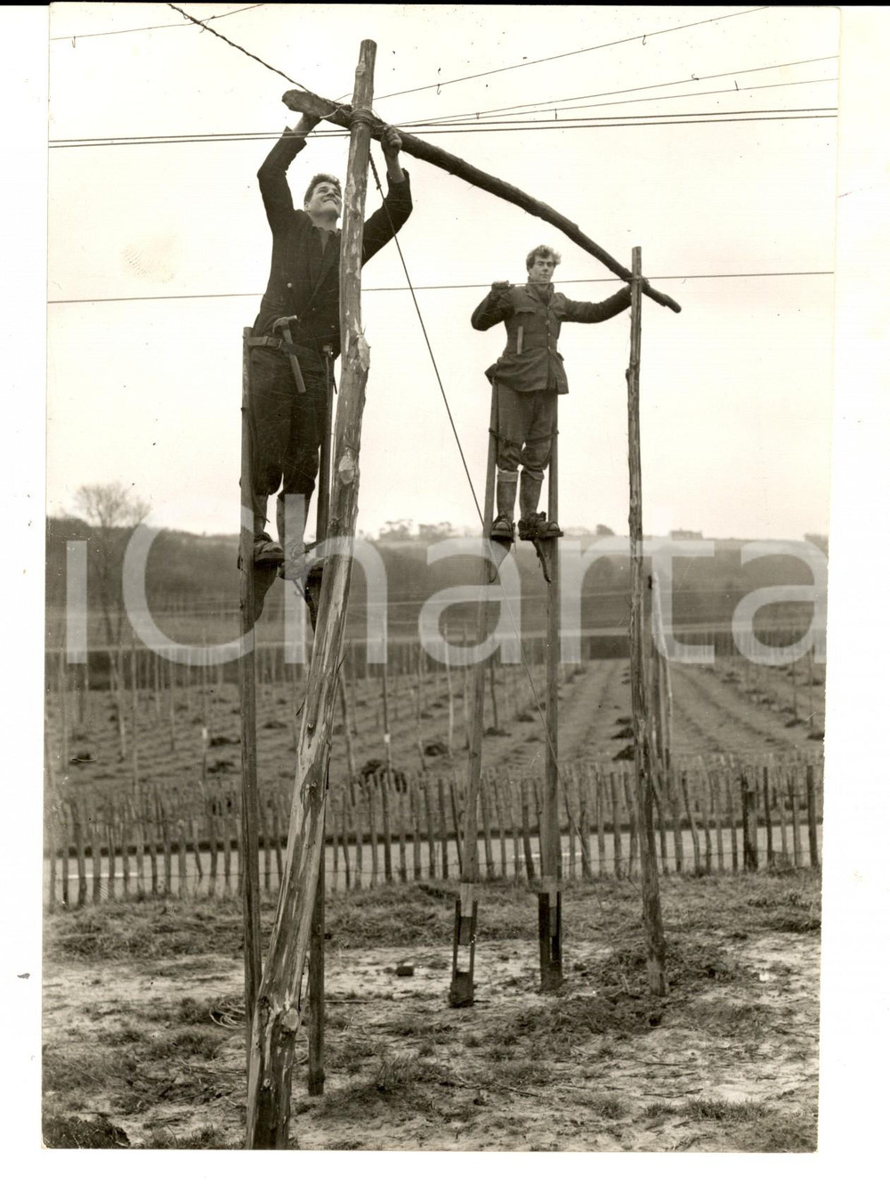 Fotografia d epoca originale 1959 BATTLE UK Stilt walkers C. TAYLOR a J. ADES working to support heavy bines 1