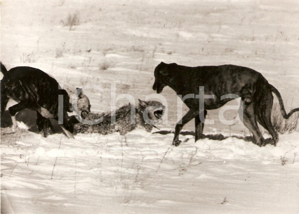 Fotografia d epoca originale 1970 ca COLORADO USA Greyhounds fight with coyote Foto 17x12 cm 1