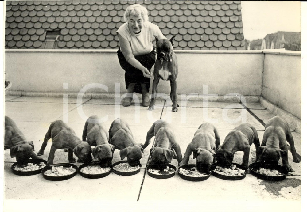 Fotografia d epoca originale 1959 PARIS Il pasto di otto cuccioli di boxer davanti alla madre  Foto 18x13 cm 1