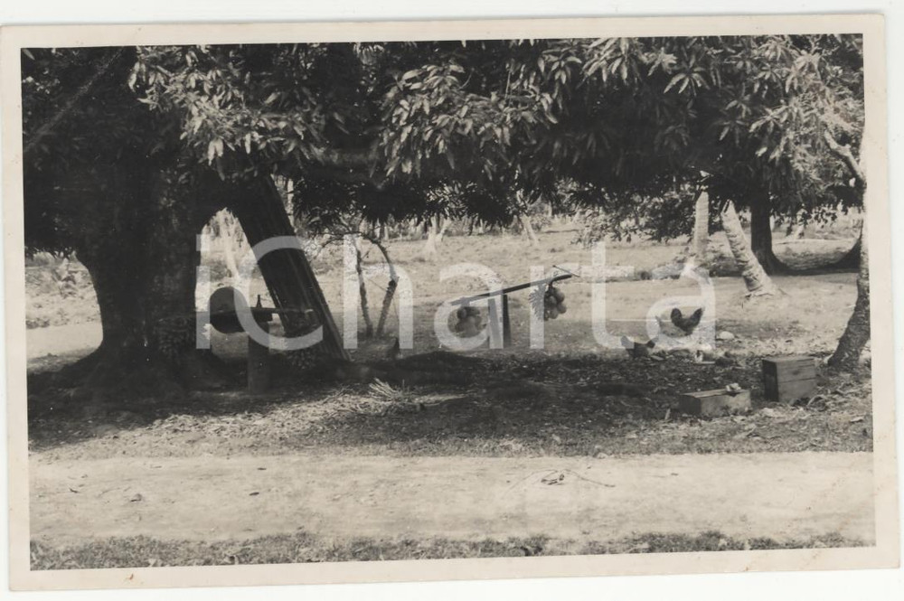 Fotografia d epoca originale 1937 RAIATEA Polinesia Festa della podesteria 2REAL PHOTO cm 13,5 x 8,5 1