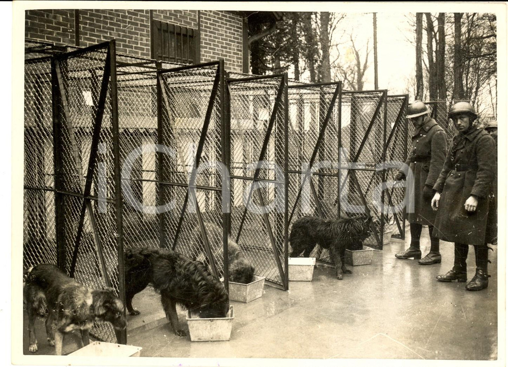 Fotografia d epoca originale 1940 WW2 FRANCE L ora della zuppa per i cani dell esercito francese  Foto 1